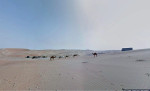 Google съемка пустыни верблюд Фото 03